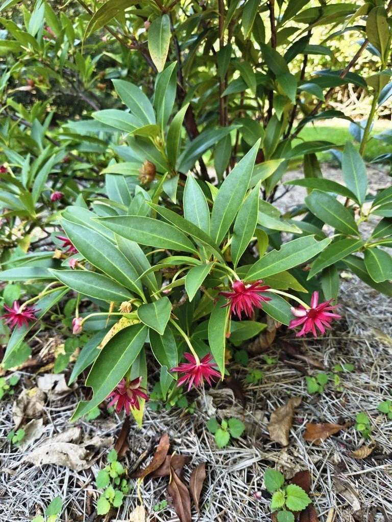 Deer resistant — Gardening Hints for the Southeast / Gardening In